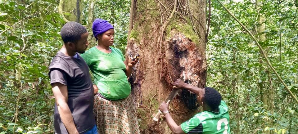 Après 15 jours d'efforts intenses dans la forêt, la communauté de BABUMBU (localité Banabitondo, groupement Utunda, secteur de Wanianga,  territoire de Walikale), a finalisé la cartographie de son espace forestier 
Cette initiative majeure est une étape clé dans la sécurisation