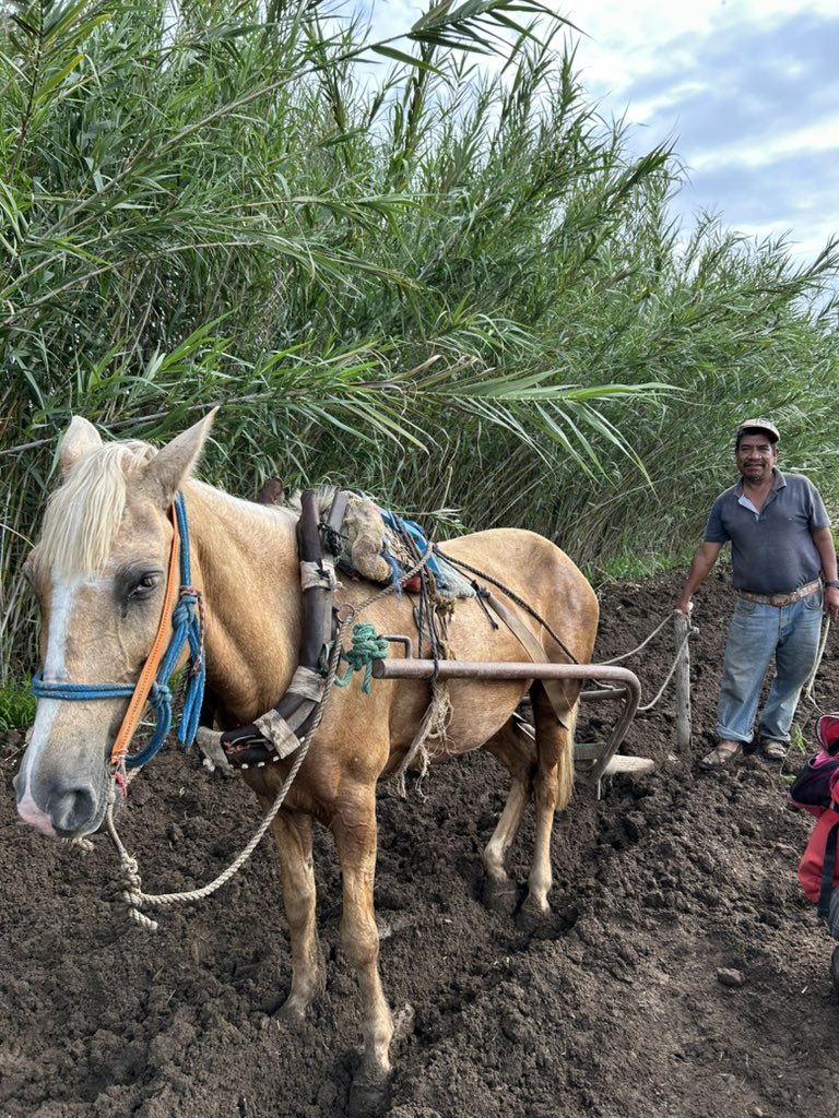 Rzhu za kabaiy, te ria’n yu / Horses also are used to plow the land / Los caballos también se usan para arar la tierra. #UsaTuVoz #ZapotecoColonial