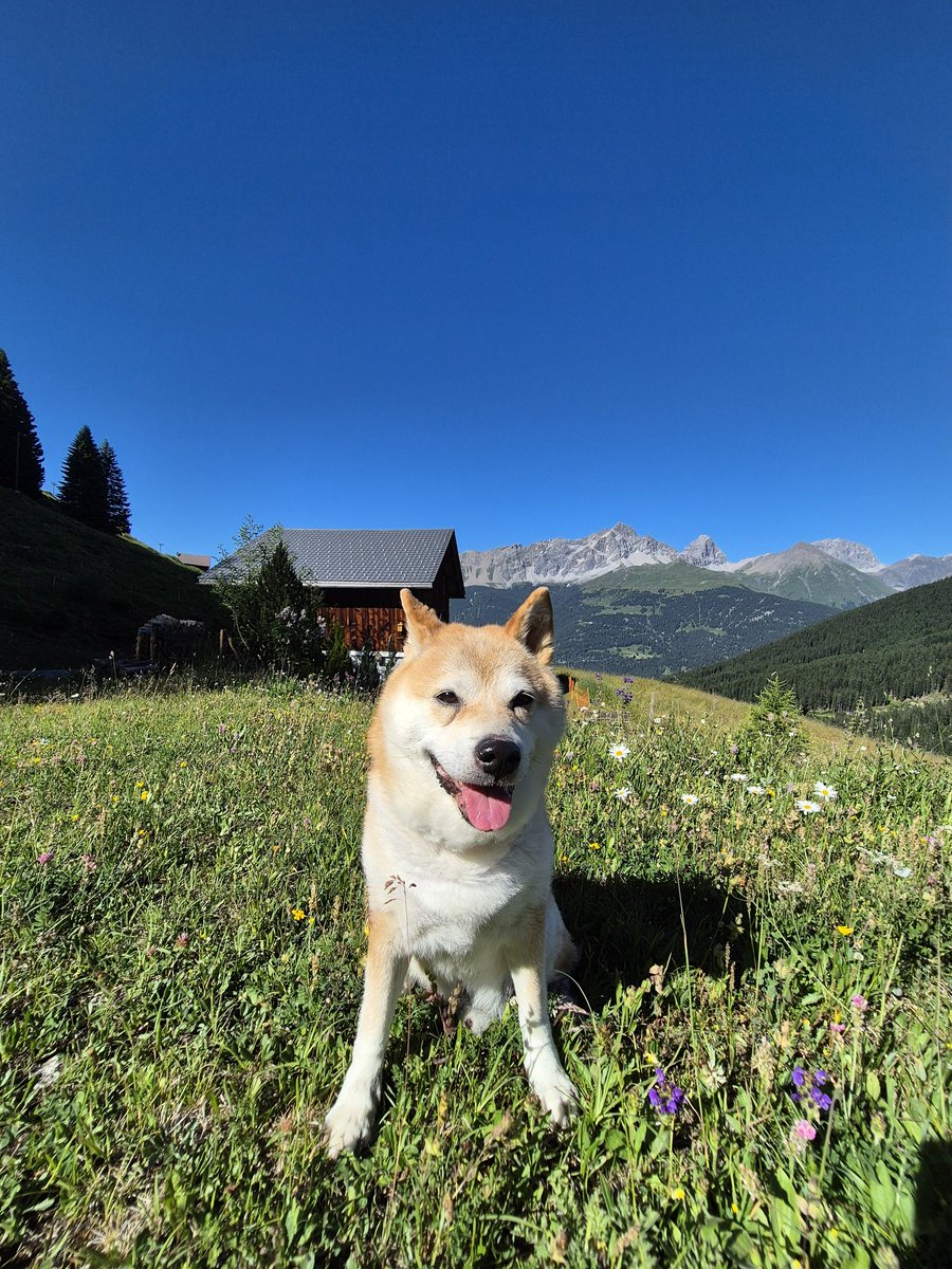 TakayukiCH's tweet photo. Mountains #shibainu #shibalife #seniordog https://t.co/a15vOrDuV5