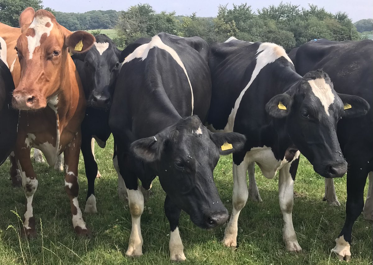 COWSworms's tweet image. For unvaccinated at-risk stock - first season grazers or older cattle housed for long periods, lungworm disease can occur from now until September. Listen for coughing and in lactating cows look for a sudden drop in milk yield. #lungworm