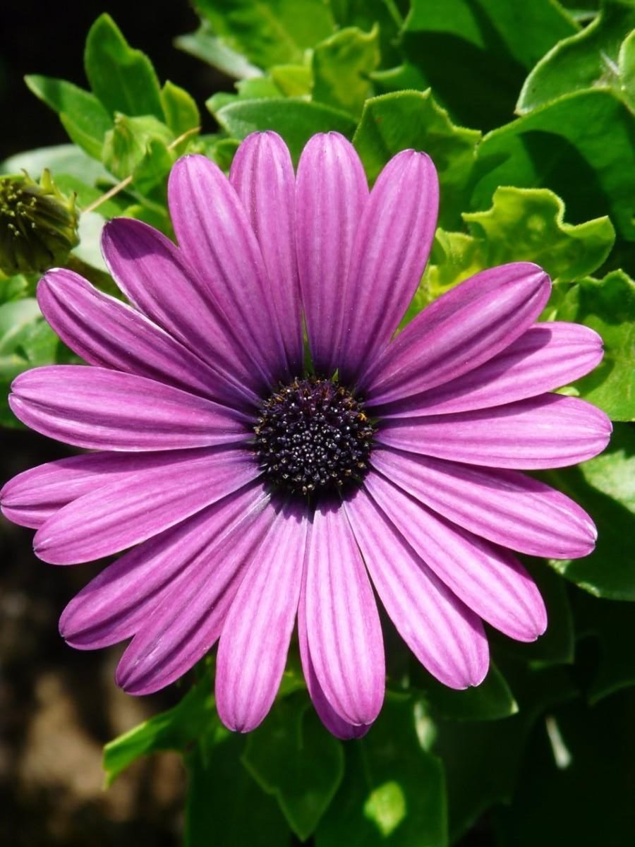 #flowers #photography #summer #happy #haveaniceday 

Have a Nice Day✨🌺💗🌺💗🌺    ☀️🫶🏻😍👍