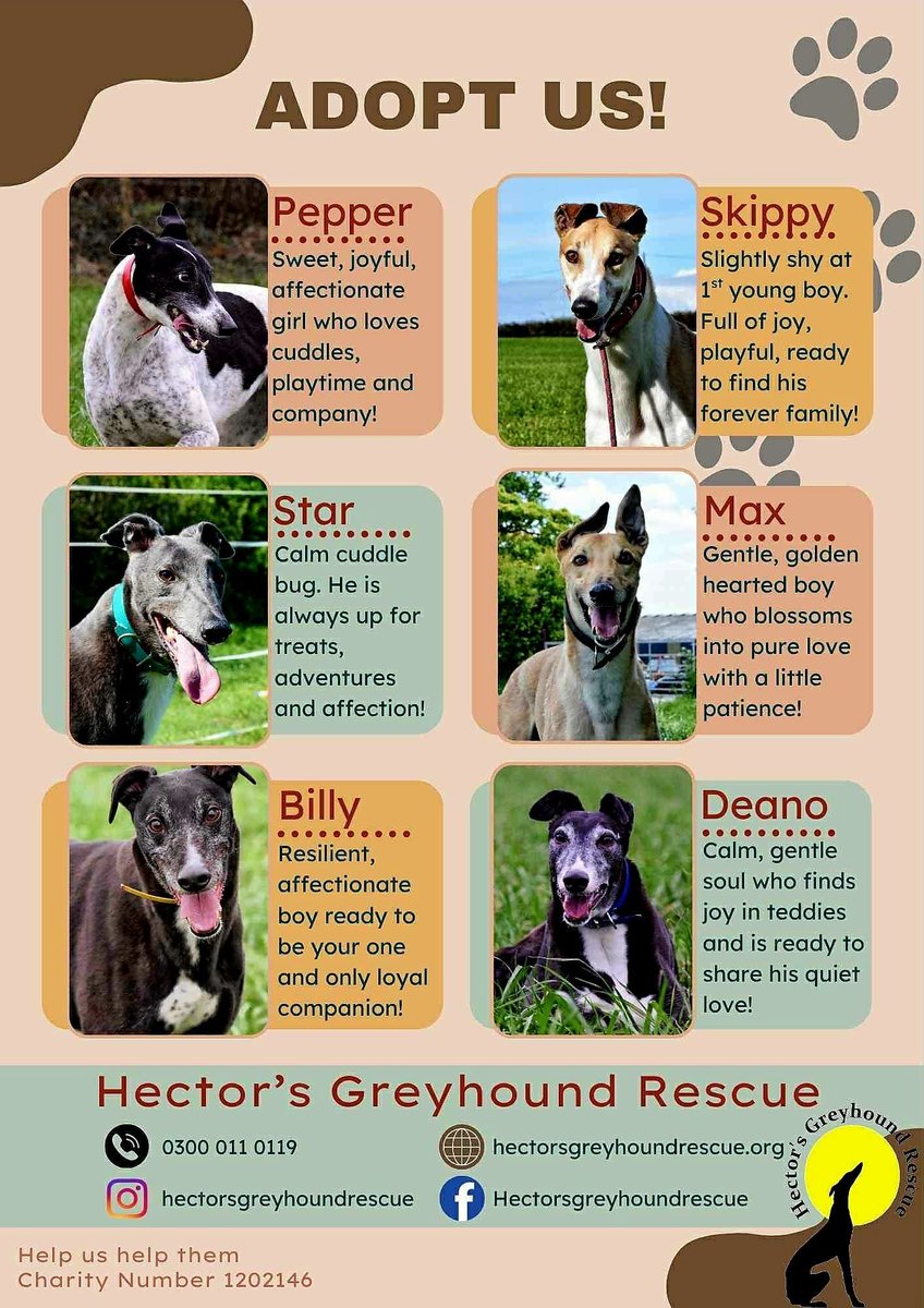 🙏🐾❤️
Adopt me, please, I’ve run my race,
Now I dream of a quiet place.
A gentle touch, a loving gaze
I’ll fill your heart in endless ways.

Fast no more, just calm and kind,
A truer friend you’ll never find.
So open your heart, set me free,
And find your soul when you adopt me