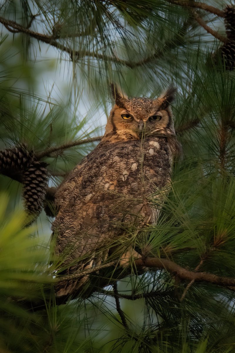 The FOREST has EYES!

I’ve photographed several Owl species in the last six years of photography and the Great Horned Owl still excites me the most. These large birds of prey have HUGE bright eyes and incredible camouflage. 

As I always say, I NEVER go out in search of Owls and