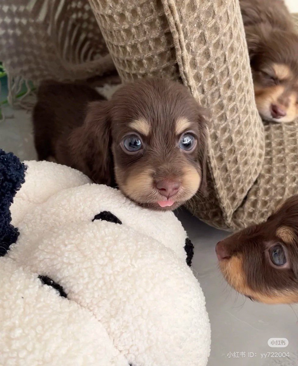 💖 (@twaniimals) on Twitter photo 