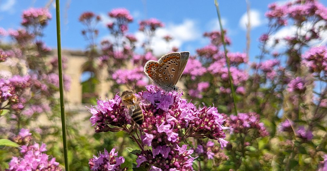 It's time for a #WildlifeWednesday quiz question!

This little butterfly spotted in the grounds today is a female Common Blue. It's almost - but not quite - the smallest butterfly found in the UK. Which species actually claims that title?