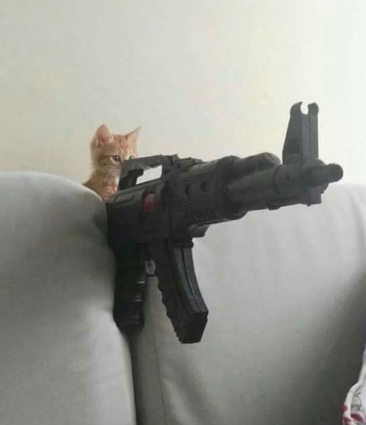 crossmaera's tweet image. crosshair bad batch but he&apos;s a cat; a 🧵