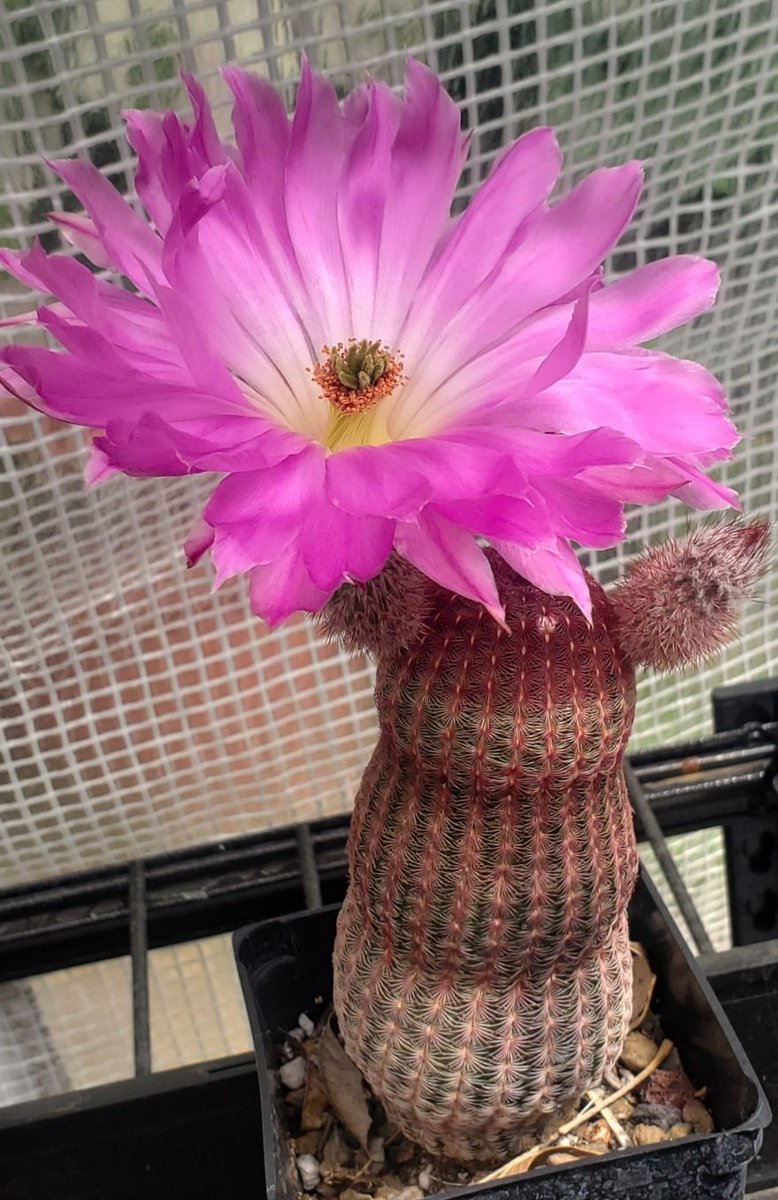 More of my son's cactus. What a magnificent bloom...