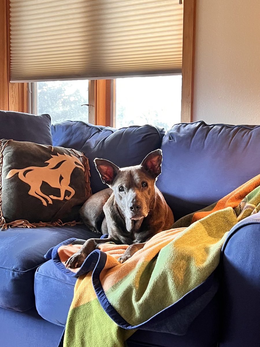 ohmyottb's tweet photo. Must share how adorable this lil lady is that I get to house sit. Her name is Pooh bear and she’s 15 🥹 https://t.co/pUXFZixicM