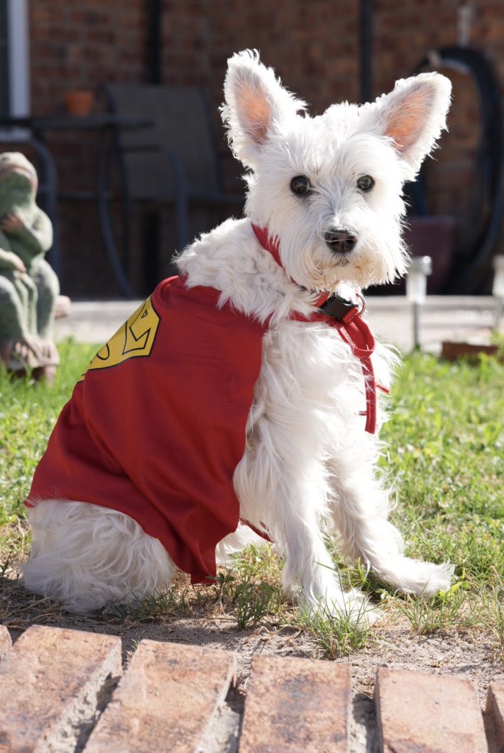 Simpsaint's tweet photo. @JamesGunn any chance my dog Kylah can get a shout out? She passed away 3 weeks ago due to kidney failure at 14 years old and she’s the spitting image of Krypto! She was truly a Superdog! https://t.co/Kg68LADNG4