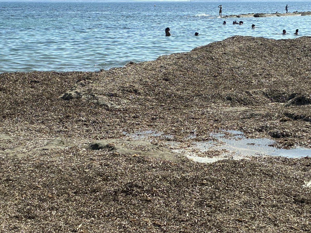 AlvaroSorribes's tweet image. 📍La Calita
Kilos y kilos de algas secas y podridas y agua estancada desde mayo, en una de las zonas de baño más frecuentadas y populares de Alicante, con un olor insoportable que espanta a la gente. Alguna solución tendrá, no? @alicanteayto