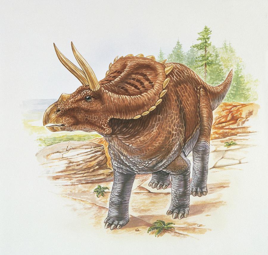 dinonostalgia's tweet image. Arrhinoceratops, the horned face without a nose, was a ceratopsian dinosaur from the Late Cretaceous of Canada.
It lived 70 million years ago and could grow to 4.5 meters in length.
