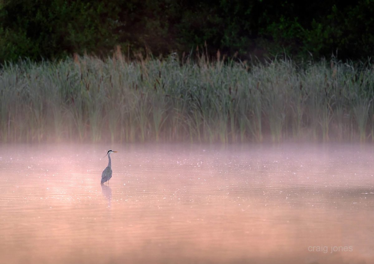 CraigJones17's tweet image. A lone Grey Heron at dawn as the sun was rising, burning off the low-lying mist that was covering the water. Creating this beautiful effect and colours. Reminds me of a painting rather than a photograph and shows what beauty we have all around us.
@B_Strawbridge @StephenMoss_TV