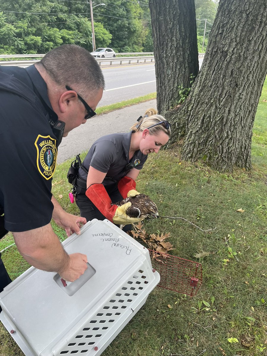 WellesleyPolice's tweet image. Animal Control Officer Jenny Smith and Off. Scott Wagner rescued an injured Hawk this morning, on Rt. 9 east at the Longfellow Pumping Station. ACO Smith transported the Hawk to Tufts Animal Hospital in Grafton where they will provide care and rehabilitation. Excellent work!