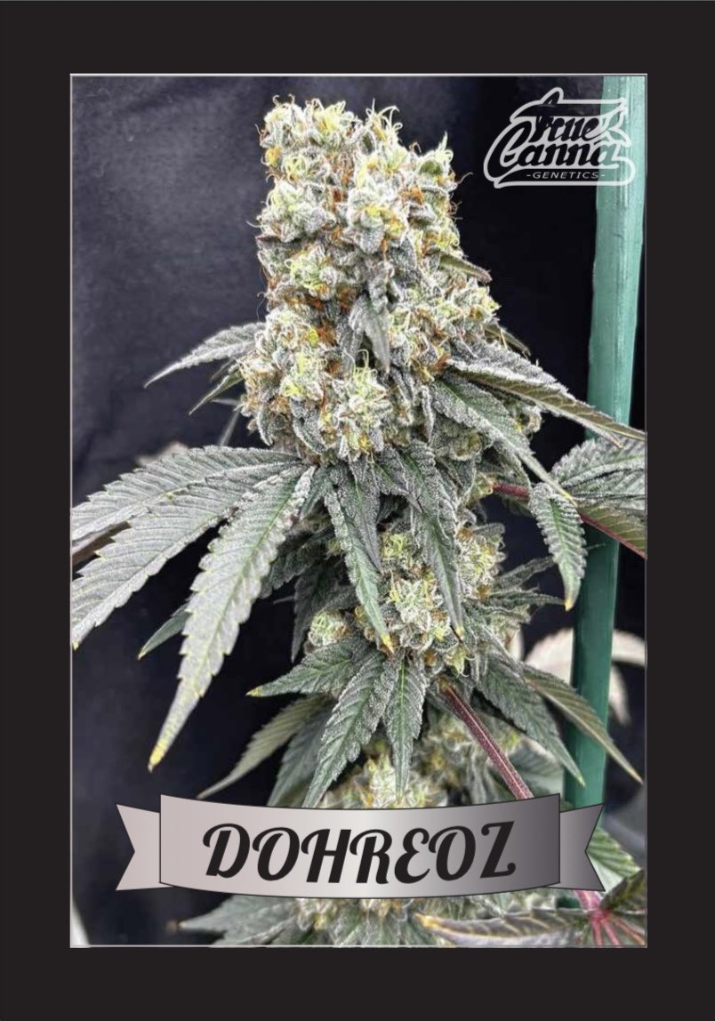 Available in packs of 15 regular seeds for £55