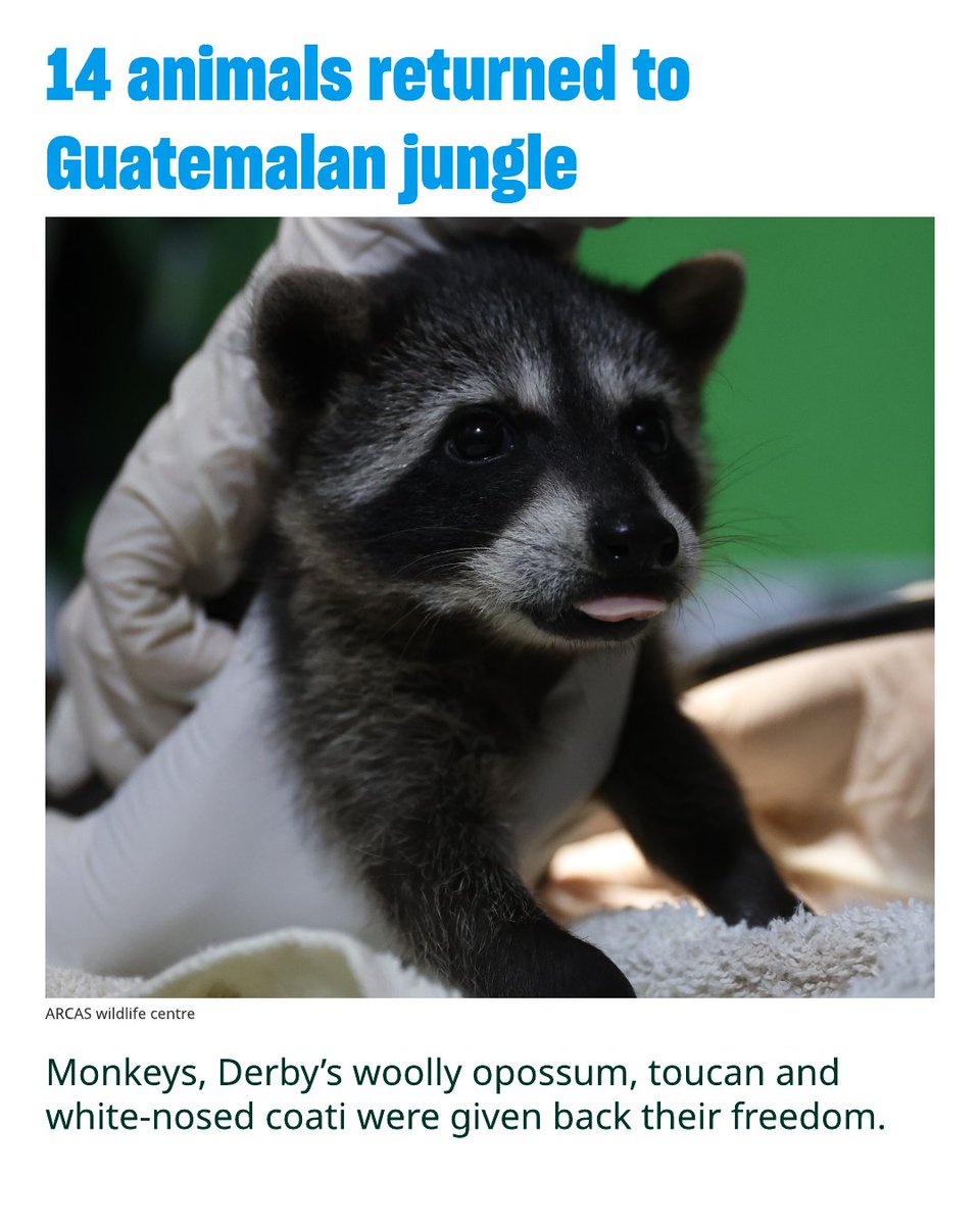 Fourteen mammals and birds, including species classified as domestically endangered or vulnerable, have been released back into the wild of the Guatemalan rainforest after being rescued and rehabilitated from negative human interactions. bit.ly/45N3fU7