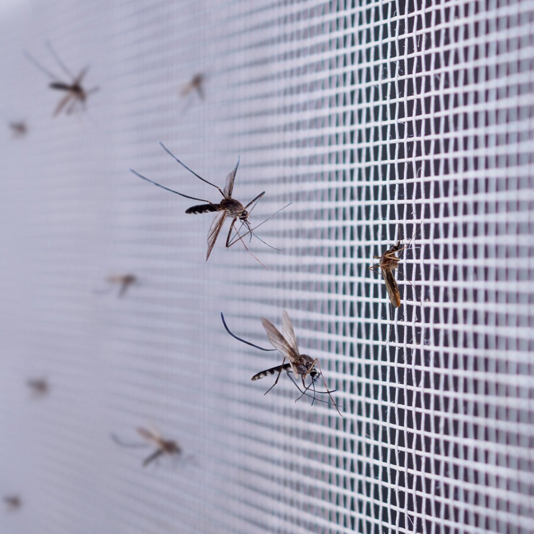 Due to a positive West Nile virus test result, Franklin County Public Health (FCPH) plans to spray the New Albany/Plain Township north zone on Thursday, July 3, beginning at 9 p.m. (weather permitting). 

Learn more here: bit.ly/44ngxWp

#NewAlbanyOhio