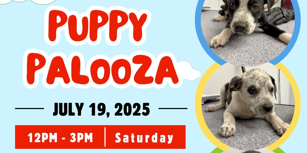 petsalive's tweet photo. Puppy Adoption Event! Join us Saturday, July 19 from 12–3 PM at Tin Barn Brewing in Chester, NY. Meet adorable, newly rescued puppies and maybe find your perfect match. Get pre-approved to adopt at https://t.co/WjjNPFuGWd
#ChesterNY #MiddletownNYShelter #HudsonValleyShelter https://t.co/GFCn4pQV86