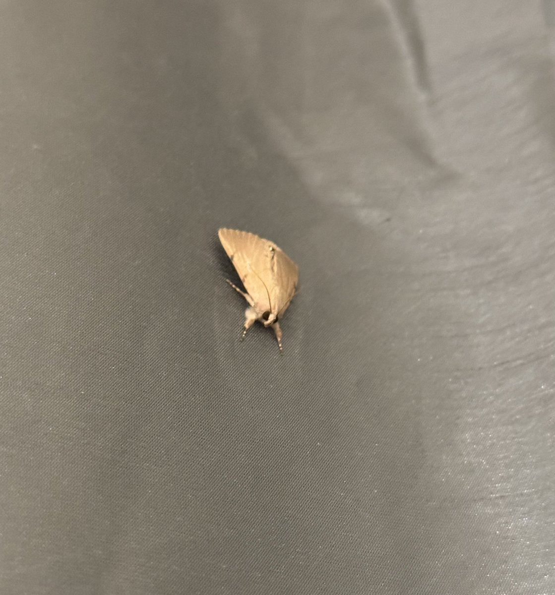 Clockwork599231's tweet image. This moth has stayed on my curtains for two days now. I don’t really know what to do with it now
