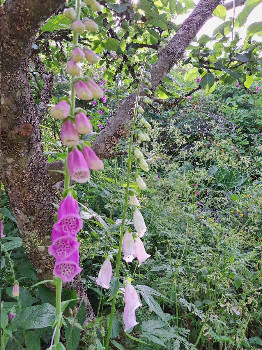 Kesä=kukat.
Valamonruusua ja digitaalista eli sormustinkukkaa