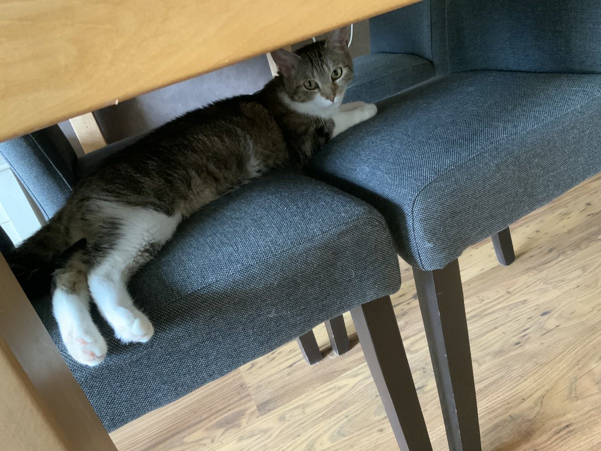 Vrouwtje reest door het huis met dat rare ding op wielen lig ik net lang uit in de woon kamer komt se weer met rare ding als de sodemieter aan de kant 😼heb  je  wel  een  rijbewijs voor  dat  ding  vrouwtje