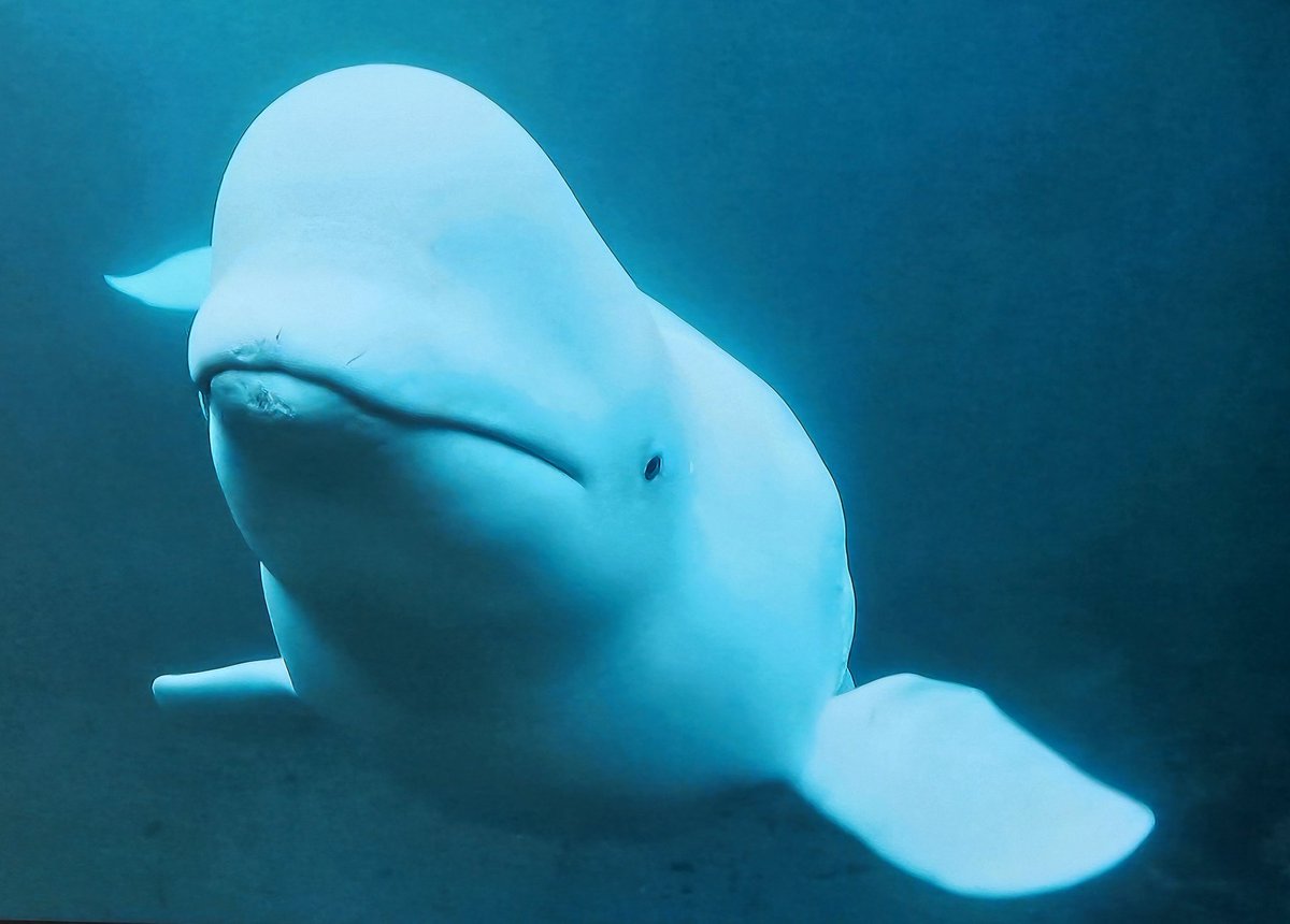 DavidDaviddear's tweet photo. Beluga Hvaldimir https://t.co/PlOHouAvib