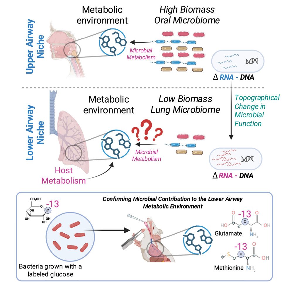 cellhostmicrobe's tweet photo. Lung microbes define metabolic niche:
Microbial activity varies along respiratory tract, influencing metabolites &amp; contributing to niche construction in lower airways. Lung microbiome directly influences metabolic pathways w/immunomodulatory effects.
https://t.co/9MZqbforMH https://t.co/E89uTQyn2M