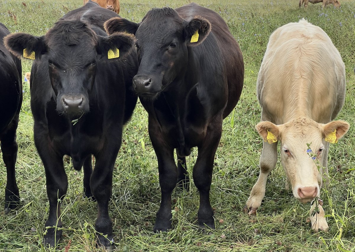 COWSworms's tweet image. Summer is a good time to use faecal egg counts (FECs) to monitor gut worm infection in 1st and 2nd season grazers. If results come back positive, but are below the 200 eggs/gram threshold, test again in 2 to 3 weeks. FECs can rise quickly in July and August #testdontguess