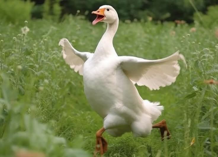 🔥اميـ🌹ابو🌹ـنه الخـ❣️ـير 🔥 tweet media