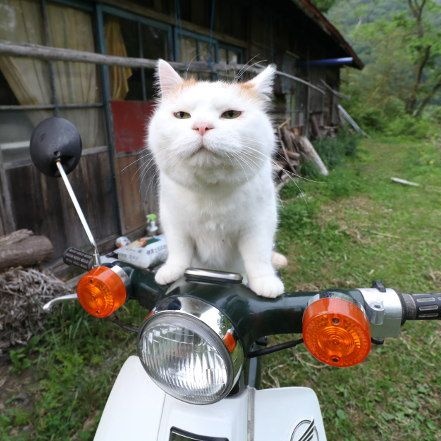 kittenstappn's tweet image. 