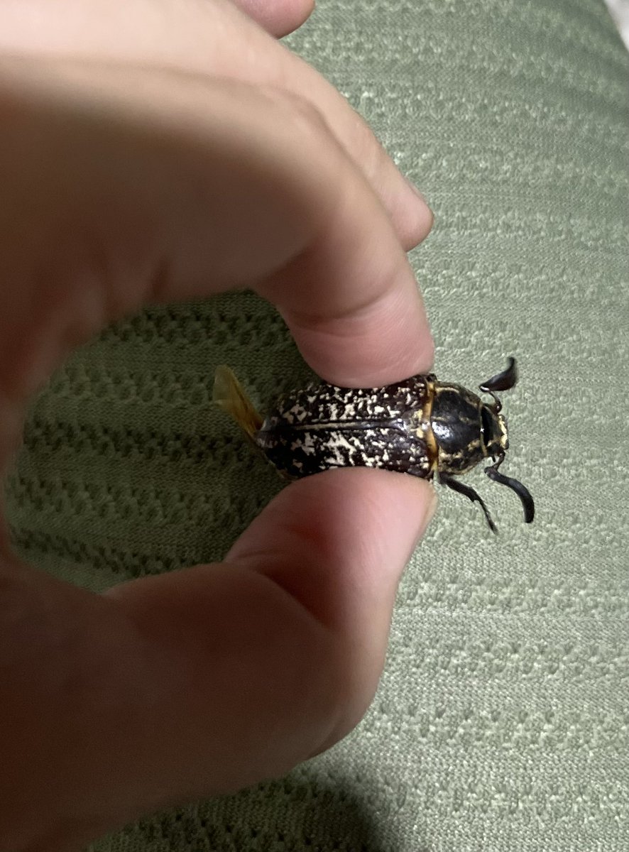 بنده هم این ریز پرنده رو رهگیری کردم.