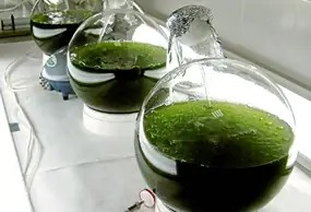 Revista_MUTIS's tweet photo. #RevMutis | «Uso de microalgas en la industria química de Colombia: una revisión» de Johan Manuel Cifuentes Castellanos 
#Bioprospeccion 
#biotecnologia 
#algas 
#ficologia 
#bioproceso 
#cienciasnaturales 
#EditorialUtadeo 
https://t.co/iYfUMjyase 
📷 https://t.co/XSUvMF4ACg https://t.co/cGwIVl0vYF