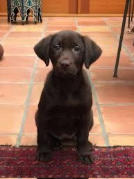 JohnCrickets's tweet photo. Decided to name my new dog after one of my favorite running backs of all time. Welcome Home OJ “Juice” Simpson. #juiceisloose https://t.co/Adz9l9r83F