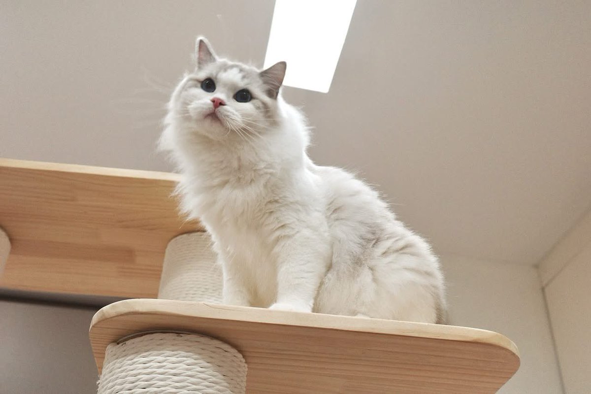 marlowfellow's tweet photo. Hey, it's been a whole minute since I last graced you with my presence. Where's the applause? 💖✨
#marlyn🦋 

.

#catoftheday #cat #catlover #ragdoll #ragdollcat #ragdolllovers #ragdollofinstagram #ragdollworld #ragdollkitten #catsofworld #catloversclub #catsofinstagram https://t.co/QJtjOO1ZN5