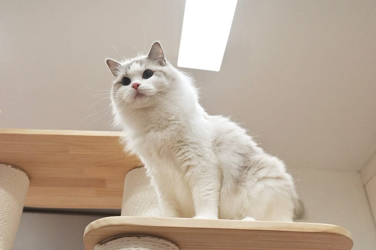 marlowfellow's tweet photo. Hey, it's been a whole minute since I last graced you with my presence. Where's the applause? 💖✨
#marlyn🦋 

.

#catoftheday #cat #catlover #ragdoll #ragdollcat #ragdolllovers #ragdollofinstagram #ragdollworld #ragdollkitten #catsofworld #catloversclub #catsofinstagram https://t.co/QJtjOO1ZN5