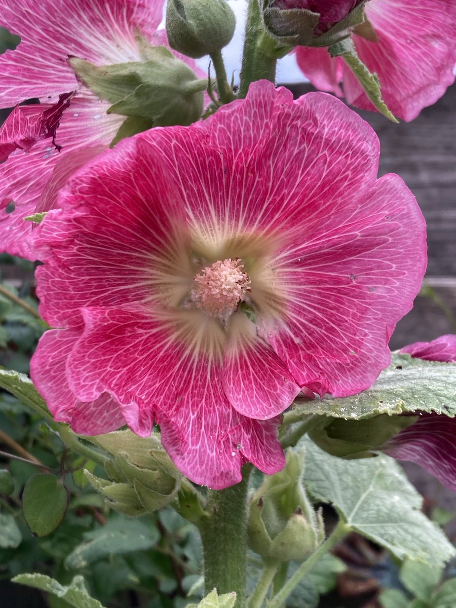 dijkhuizen_d's tweet photo. First #alcea flowers of this year #stokroos #hollyhocks https://t.co/DNja9rQKDJ