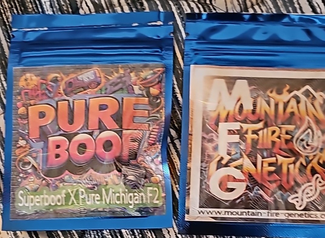 PureBoof
SuperBoof x P.Michigan f2
"White weed" 
Every
Single
Time
Death-Taxes and premium 🧬 from MFG is the only thing GUARANTEED in this life.
Deals are Diabolical 
We are about 1 hour away from a day party. Come Hang.
<a href="/airchum/">Airchum</a>  I told you it would be the best in ur garden✅️