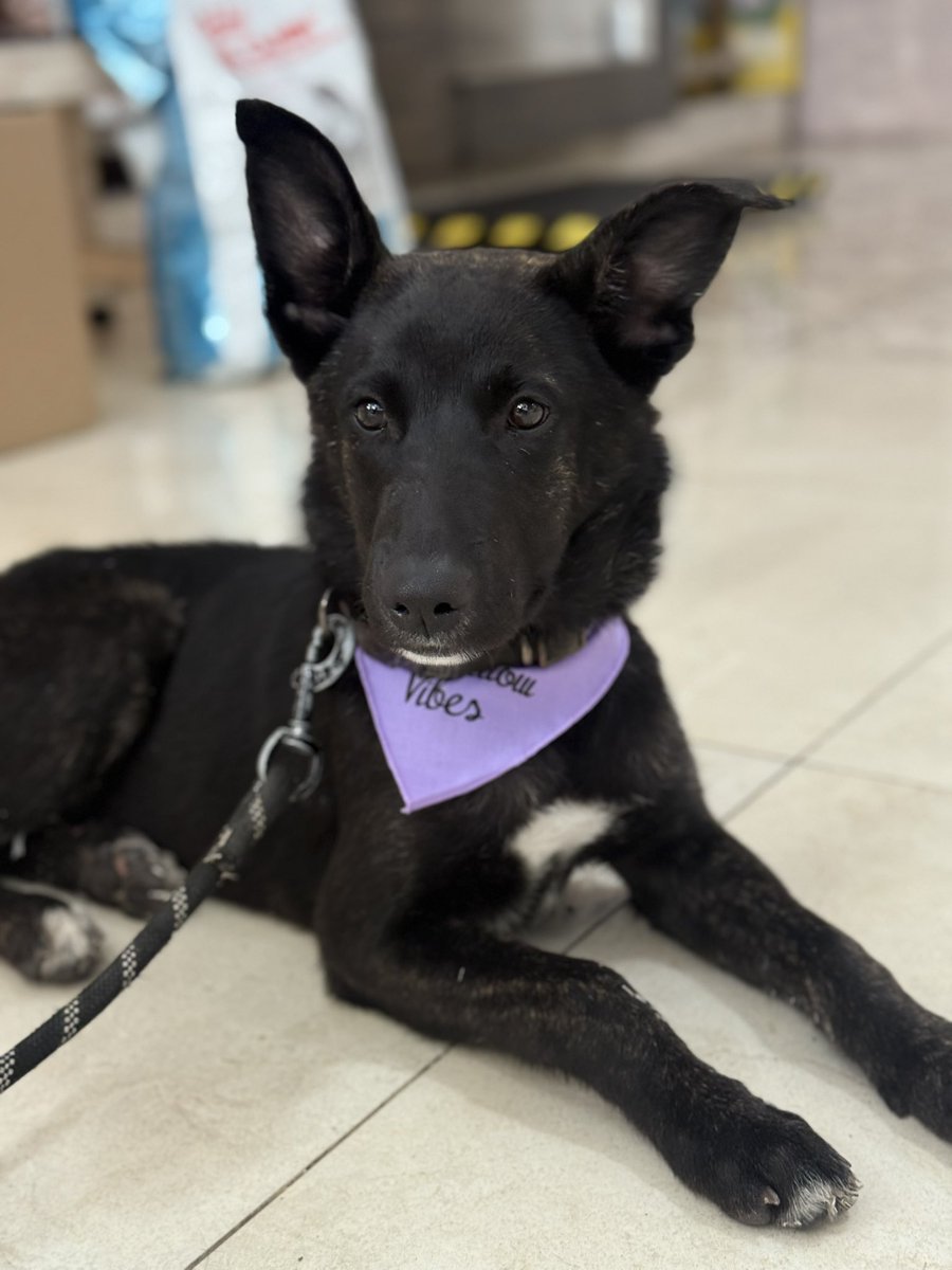 Daniela Baeza Tv tweet media