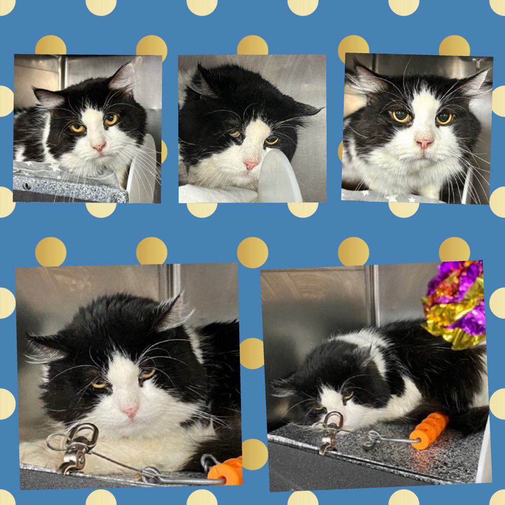Kimberlykokourt's tweet photo. ERNIE NEEDS A PLACEMENT BY THURSDAY JULY 3, 2025 BY 12PM: Hello, my name is Ernie. #ernie: #ID227439. I am a desexed male black/white #cat at the #ManhattanACC. The shelter thinks I am about 13 years 1 months old. #CatsOfX #NYCACC #Donate #Foster #Pledge #SaveErnie! Obese! RT https://t.co/g0yNibeZdr