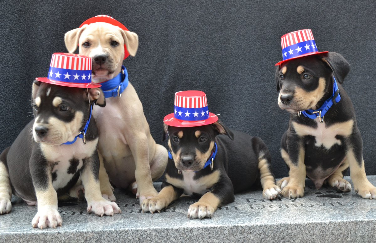 ❤️🤍💙 Be sure to include your pets' safety in your Fourth of July planning! 
View some great tips and tricks from our behavior team to help keep your pets happy and healthy during the festivities: wihumane.org/fourth-of-july…