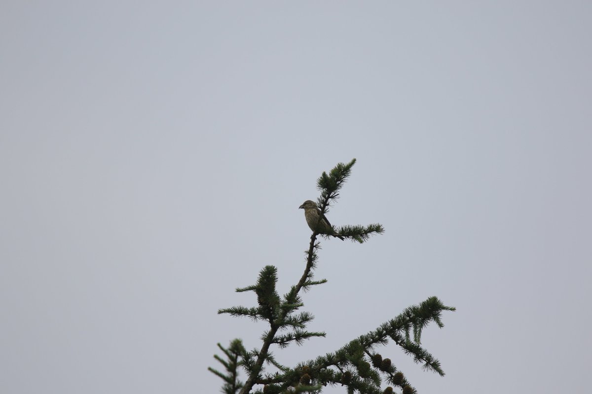 In case anyone was wondering how my #seyearlist2025 is doing, it's been a quiet couple of months. However, with the addition of Turtle Dove at the amusingly named Fingringhoe Wick this morning, and Crossbills at Richmond Park recently, I'm now on 188 ...