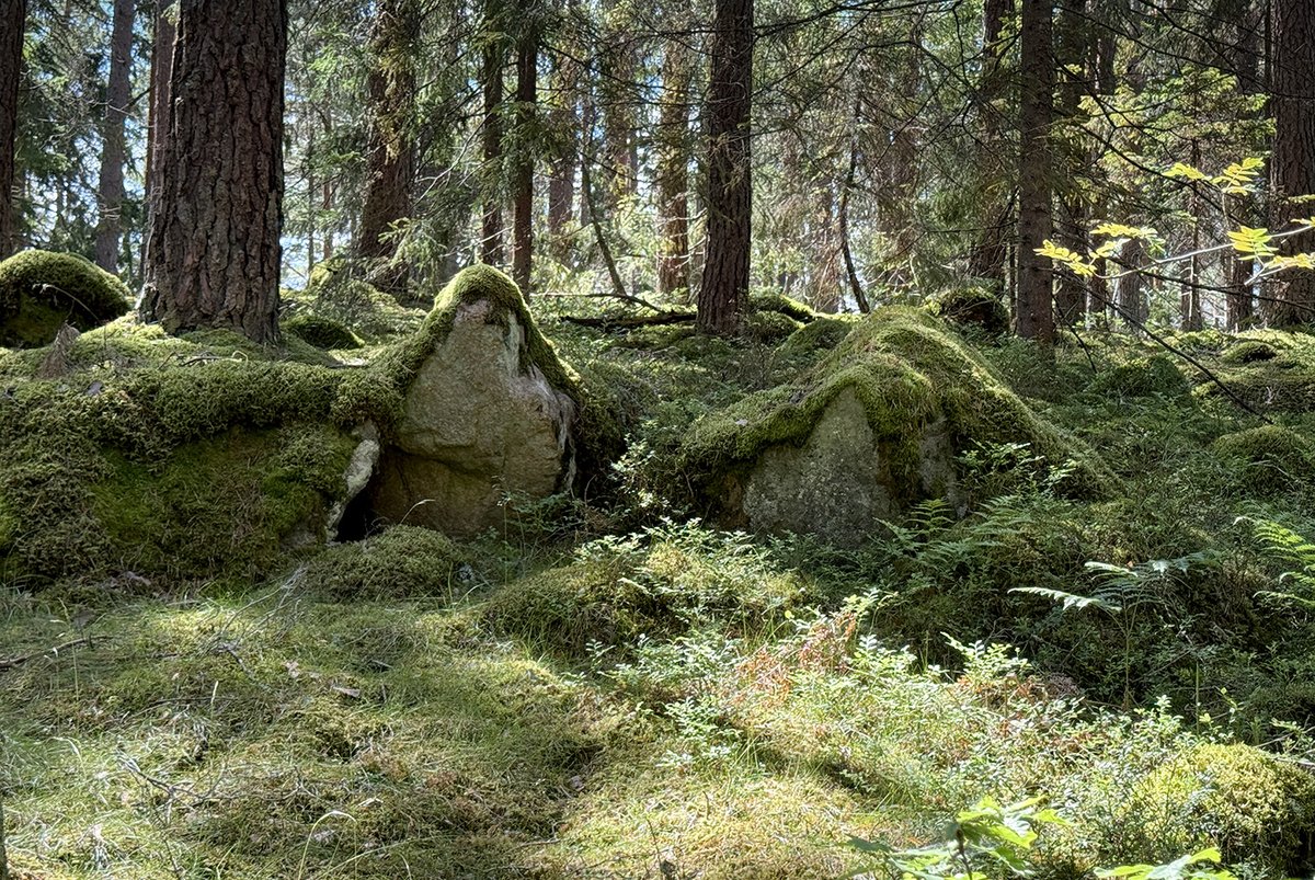 Wyndlestraw's tweet photo. There are perils from walking in the woods – especially if you go looking for pixie houses! ​So was it a little pixie who tripped me up or a tree root? The net result is the same – ouch!

Blogpost link:
https://t.co/K72ed7PAhO

#pixies #knitting #walkinginthewoods #sweden https://t.co/2OBKX9zxlI