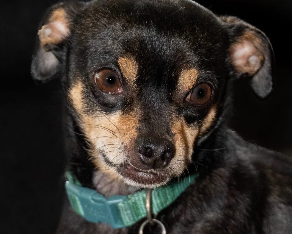 PetRehomingNet's tweet photo. 🐾 Sweet senior Chihuahua for adoption in Frisco, TX!
Reese is 9, 11 lbs, and a total cuddle bug—best suited for a quiet, adult-only home where he can feel safe and loved. 💛
https://t.co/OklDWF46au
#friscotx #chihuahua #adoptdontshop https://t.co/Lvcx1lKe1D