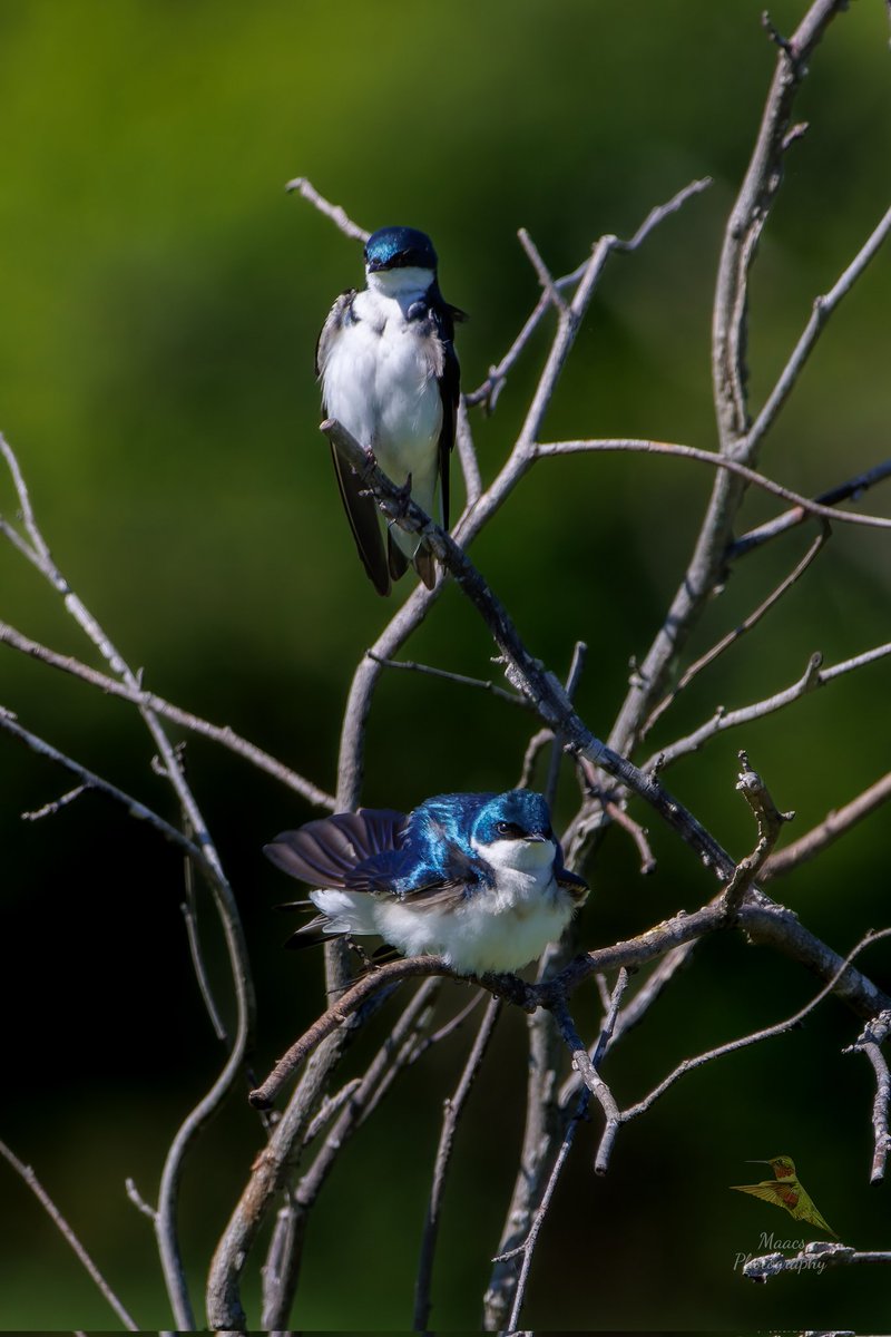 gone_mac's tweet image. Male Tree Swallows (Tachycineta bicolor) taking a short rest before going back to soaring over the open fields at Green Meadows Preserve again.
Canon EOS 90D
Sigma 150-600mm C
#treeswallow #swallow #birdphotography #birdwatchers  #ornithology #canonfavpic #ShotOnCanon