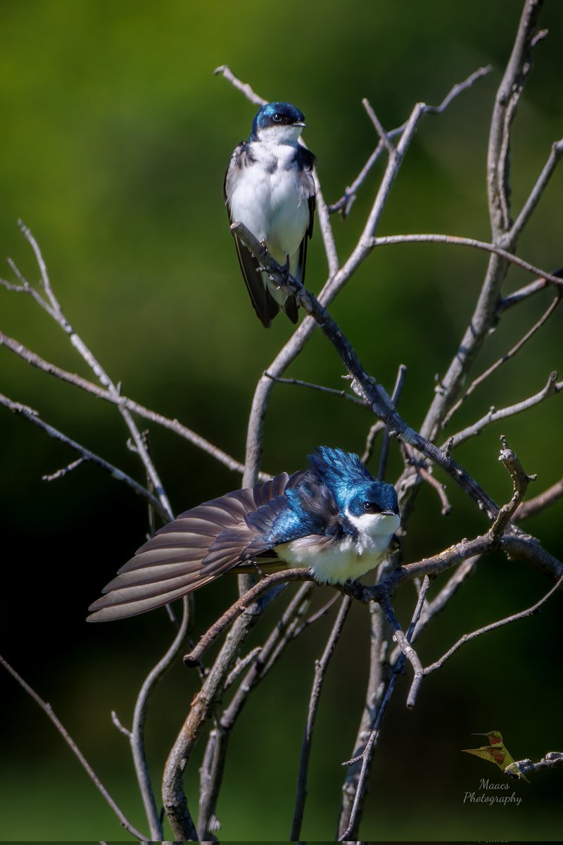 gone_mac's tweet image. Male Tree Swallows (Tachycineta bicolor) taking a short rest before going back to soaring over the open fields at Green Meadows Preserve again.
Canon EOS 90D
Sigma 150-600mm C
#treeswallow #swallow #birdphotography #birdwatchers  #ornithology #canonfavpic #ShotOnCanon