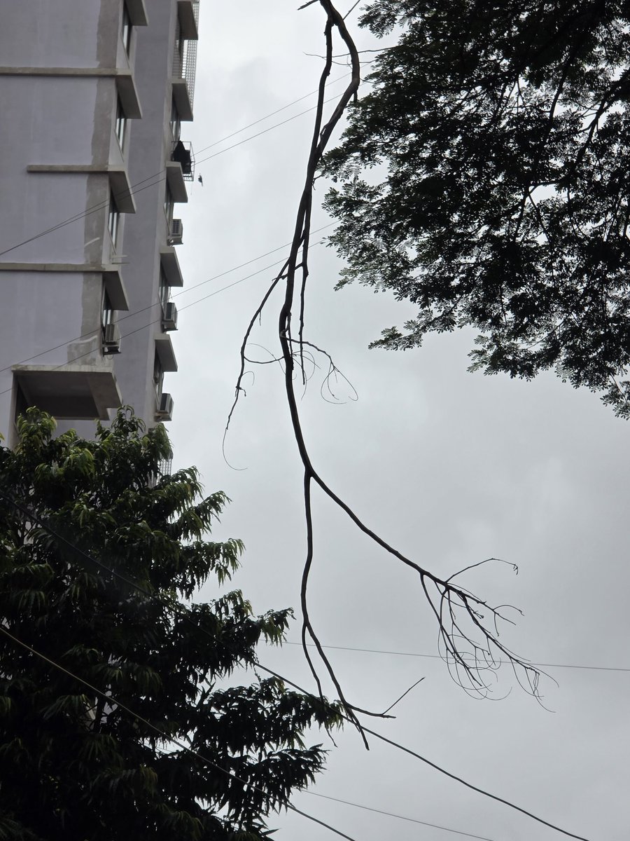 anasdokadia's tweet photo. This branch hanging on a wire on Sofia Zubair road near nagpada police station since days now. Please get it remove before anyone gets hurt @mybmc @Nagpadaps @rais_shk https://t.co/cQzMDNYj8C