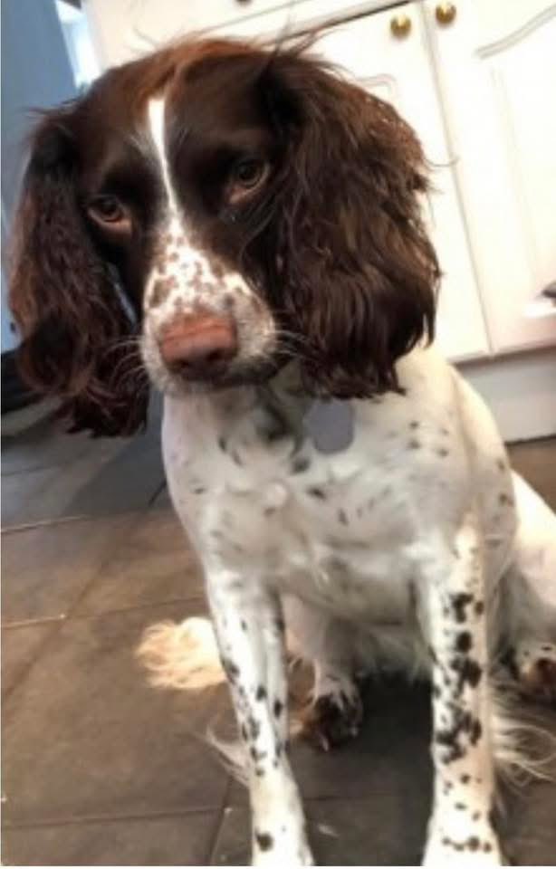 spaniel alert (@rosiedoc2) on Twitter photo #SpanielHour
COCO still missing from her garden in #Haslemere #GU27 19/5/25
#SURREY
Female/adult liver and white #ESS
TAGGED & CHIPPED
doglost.co.uk/dog-blog.php?d…
<a href="/HaslemereTownCr/">Haslemere Town Crier</a> <a href="/HaslemereNews/">Haslemere News</a> <a href="/SurreyVet/">SurreyVet</a> <a href="/02031961pat/">pat faulkner</a> <a href="/LisaLisaw1/">Lisa</a> <a href="/alid2912/">ali d</a> <a href="/BitofDecorum/">Debby Morris 🐕🐾💕</a> <a href="/qu1ncey/">Liz Quinn</a> #SpanielHour
COCO still missing from her garden in #Haslemere #GU27 19/5/25
#SURREY
Female/adult liver and white #ESS
TAGGED & CHIPPED
doglost.co.uk/dog-blog.php?d…
<a href="/HaslemereTownCr/">Haslemere Town Crier</a> <a href="/HaslemereNews/">Haslemere News</a> <a href="/SurreyVet/">SurreyVet</a> <a href="/02031961pat/">pat faulkner</a> <a href="/LisaLisaw1/">Lisa</a> <a href="/alid2912/">ali d</a> <a href="/BitofDecorum/">Debby Morris 🐕🐾💕</a> <a href="/qu1ncey/">Liz Quinn</a>