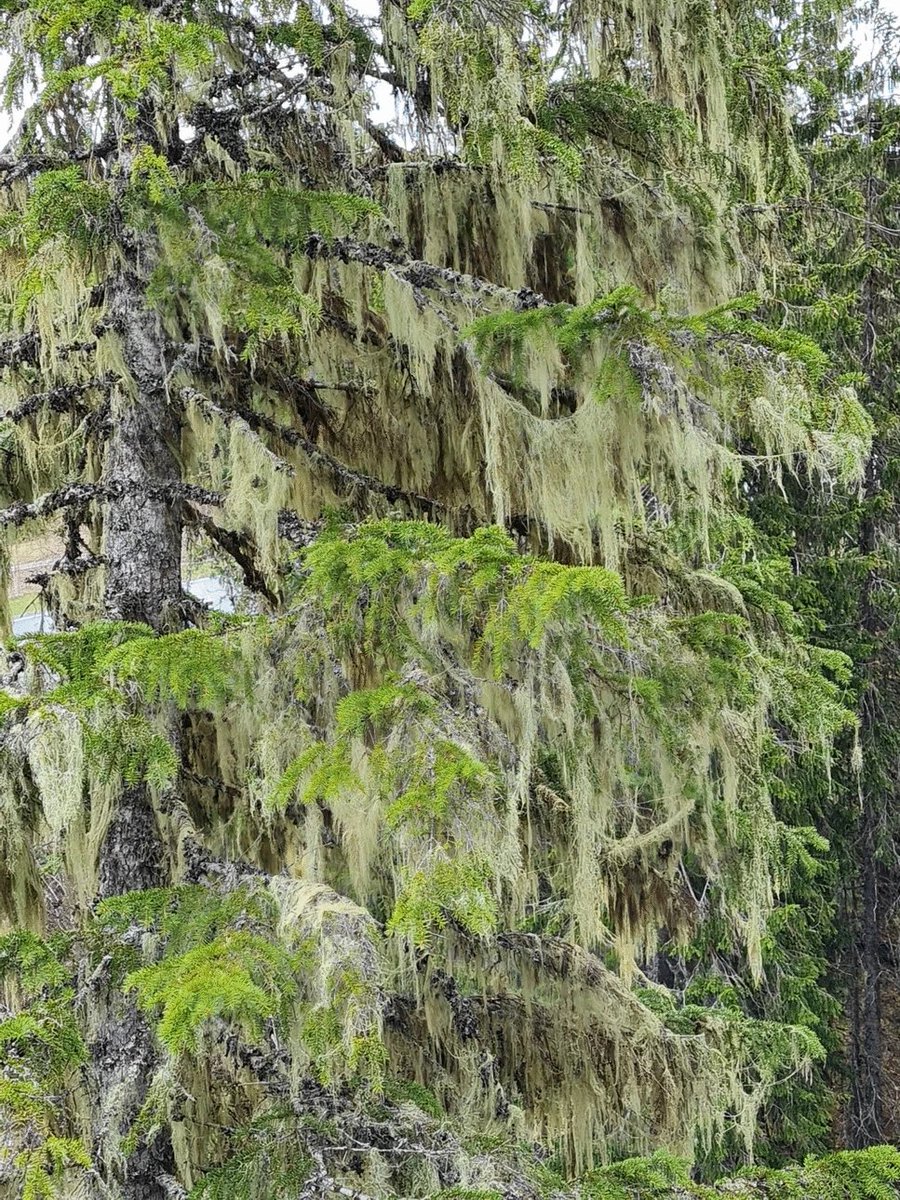Photoprotective strategies in pale versus melanic boreal hair lichens: non-photochemical quenching compensates for less protective fungal pigments. 

Solhaug, K.A., Gauslaa, Y. Planta 262, 3 (2025).
➡️rdcu.be/euvv4
