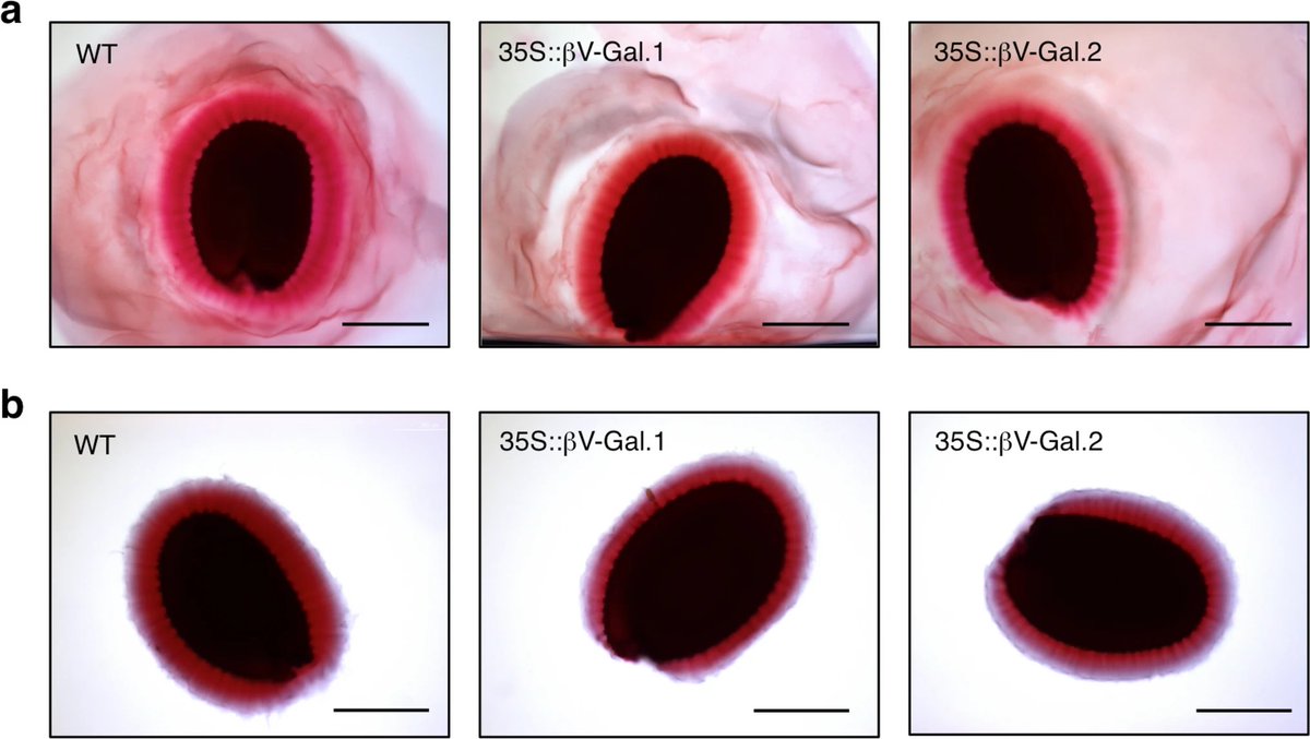 Reduction of galactose side chains in type II arabinogalactan alters homogalacturonan methyl esterification in Arabidopsis thaliana seed coat mucilage. 

Albornos, L., Iriondo-Ocampo, P., Dopico, B. et al. Planta 262, 4 (2025).
➡️rdcu.be/euvwH