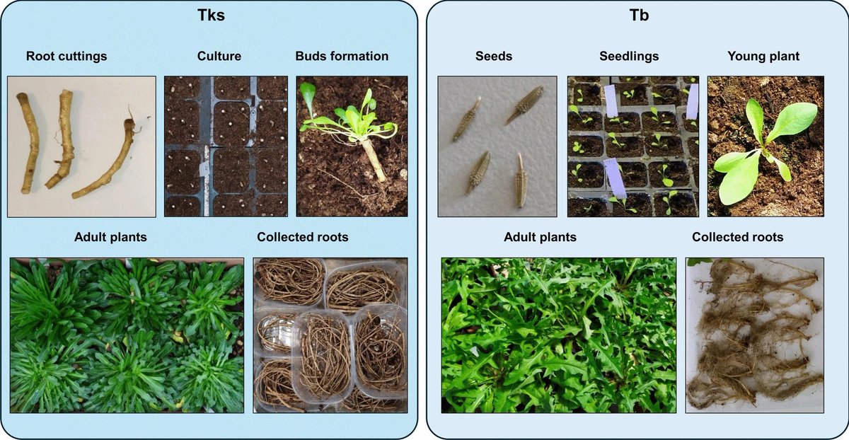 MYC2 influences rubber and sesquiterpene lactones synthesis in Taraxacum species. 

Fantini, E., Daddiego, L., Facella, P. et al. Planta 262, 5 (2025).
➡️rdcu.be/euvxN