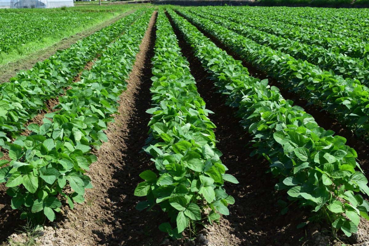 STORY: Adjuvants are discussed a lot in the spring during planting season and can be a helpful tool for farmers during the growing season. <a href="/mAGnuson_IARN/">IARNMark</a> talks with <a href="/HelenaAgri/">Helena Agri-Enterprises</a> product manager, Mark Christianson, about adjuvants. bit.ly/3ZYHZHc